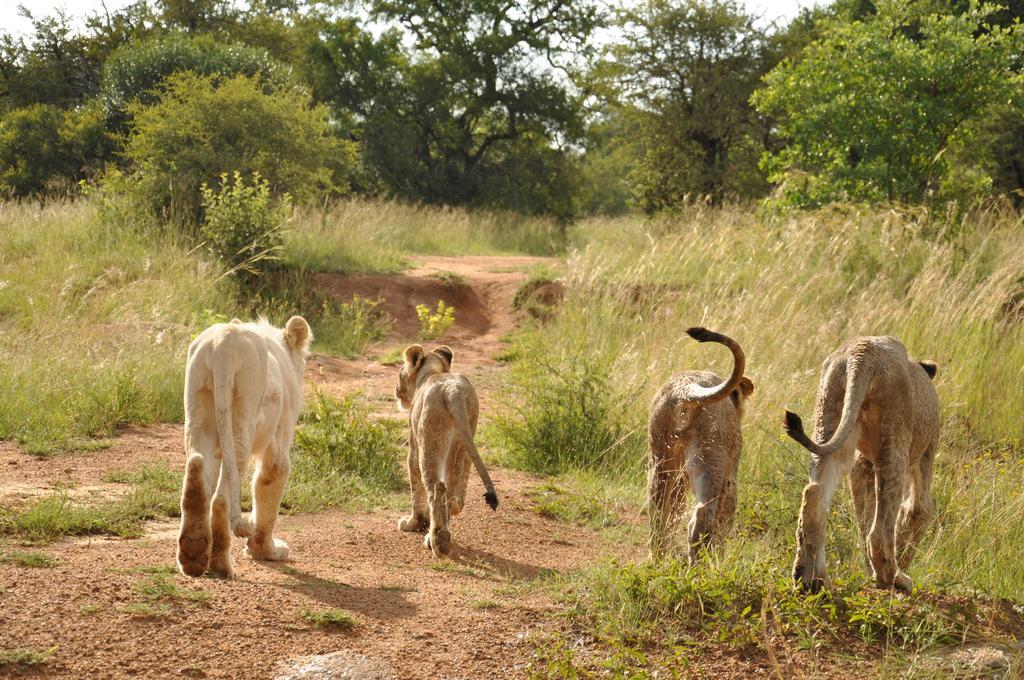 Ukutula Lion Lodge Beestekraal  Ngoại thất bức ảnh